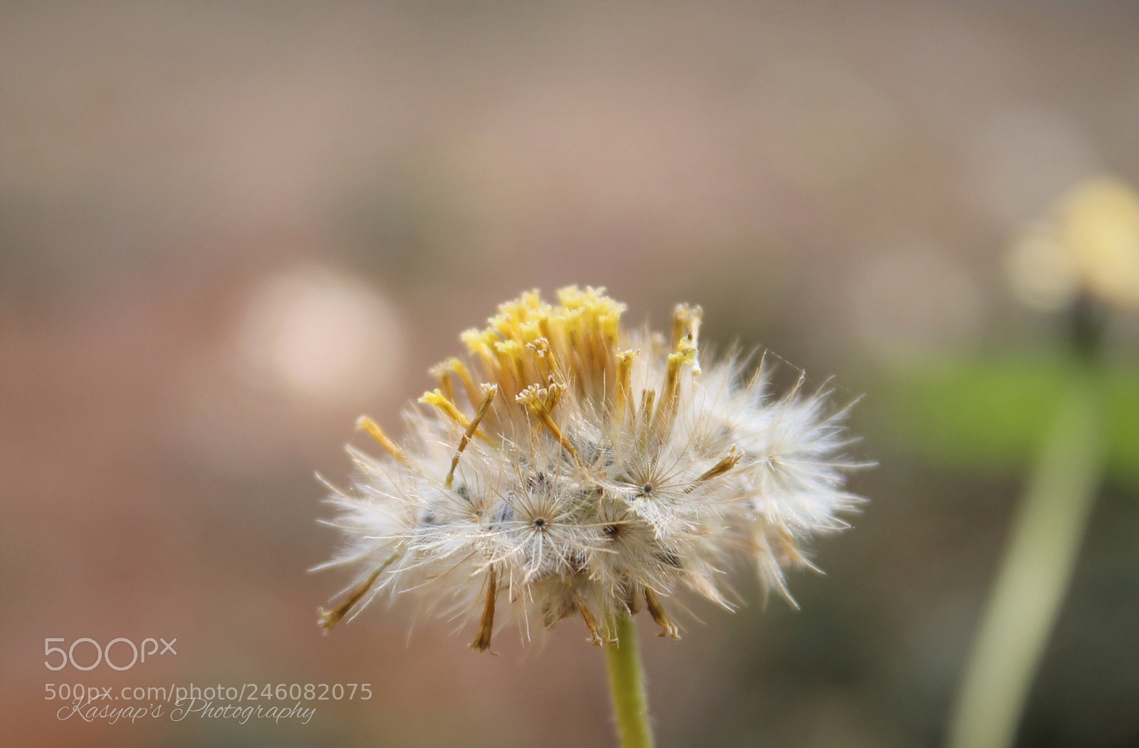 Canon EOS 1100D (EOS Rebel T3 / EOS Kiss X50) sample photo. Flower photography