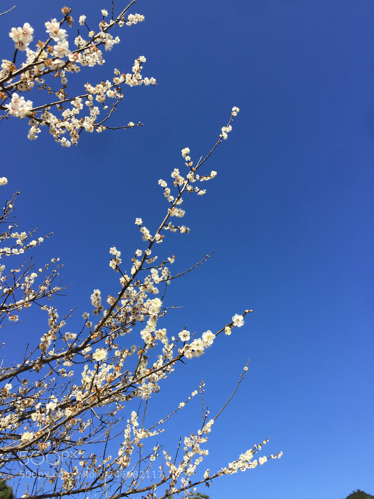 Apple iPhone 6 Plus sample photo. Prunus mume in yongtai photography