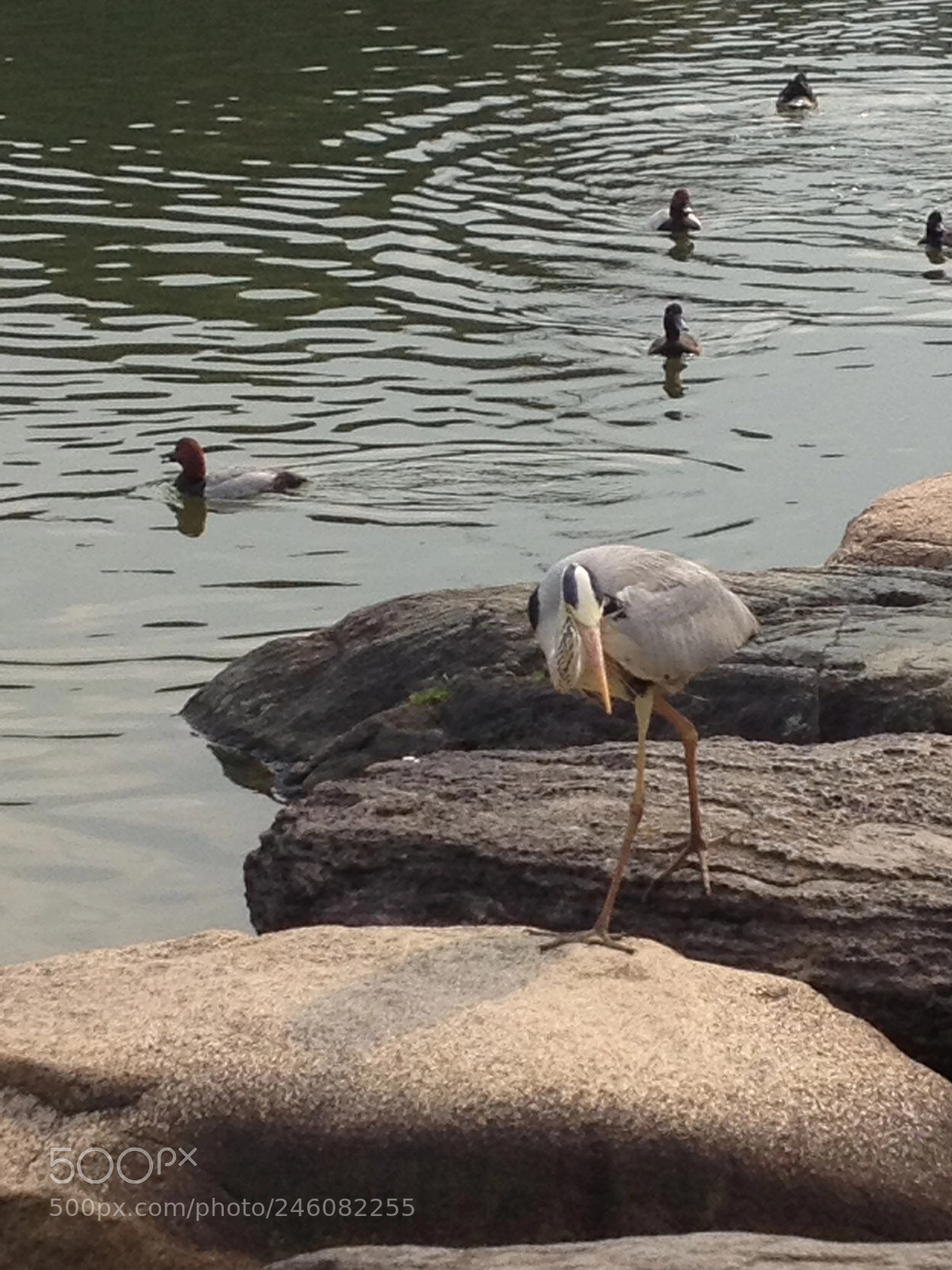 Apple iPhone 4S sample photo. Japan park photography