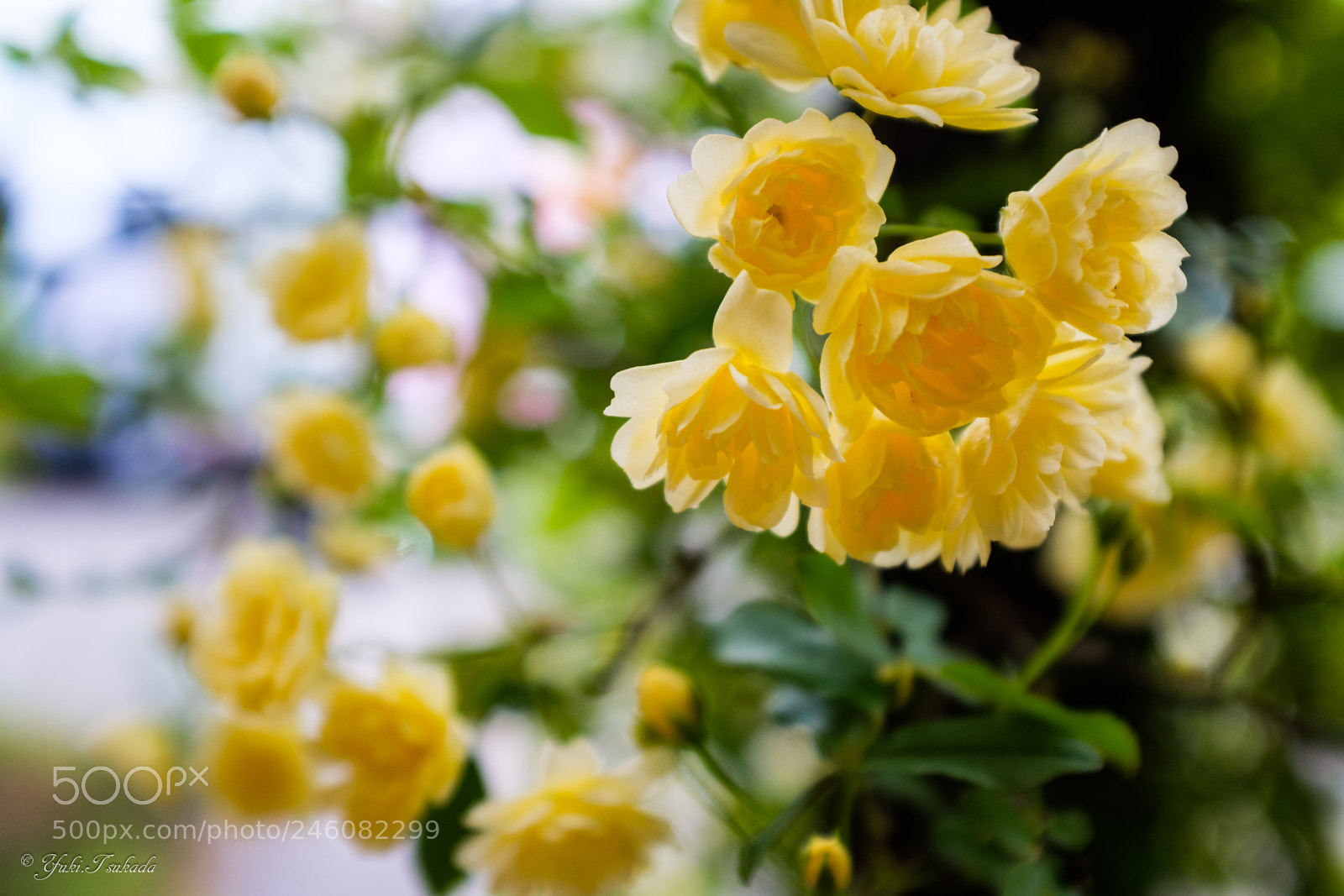 Fujifilm X100F sample photo. Yellow rose photography