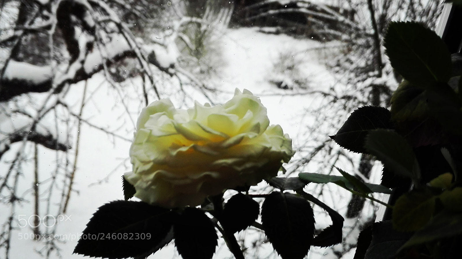 HUAWEI P8 Lite sample photo. Untitled photography