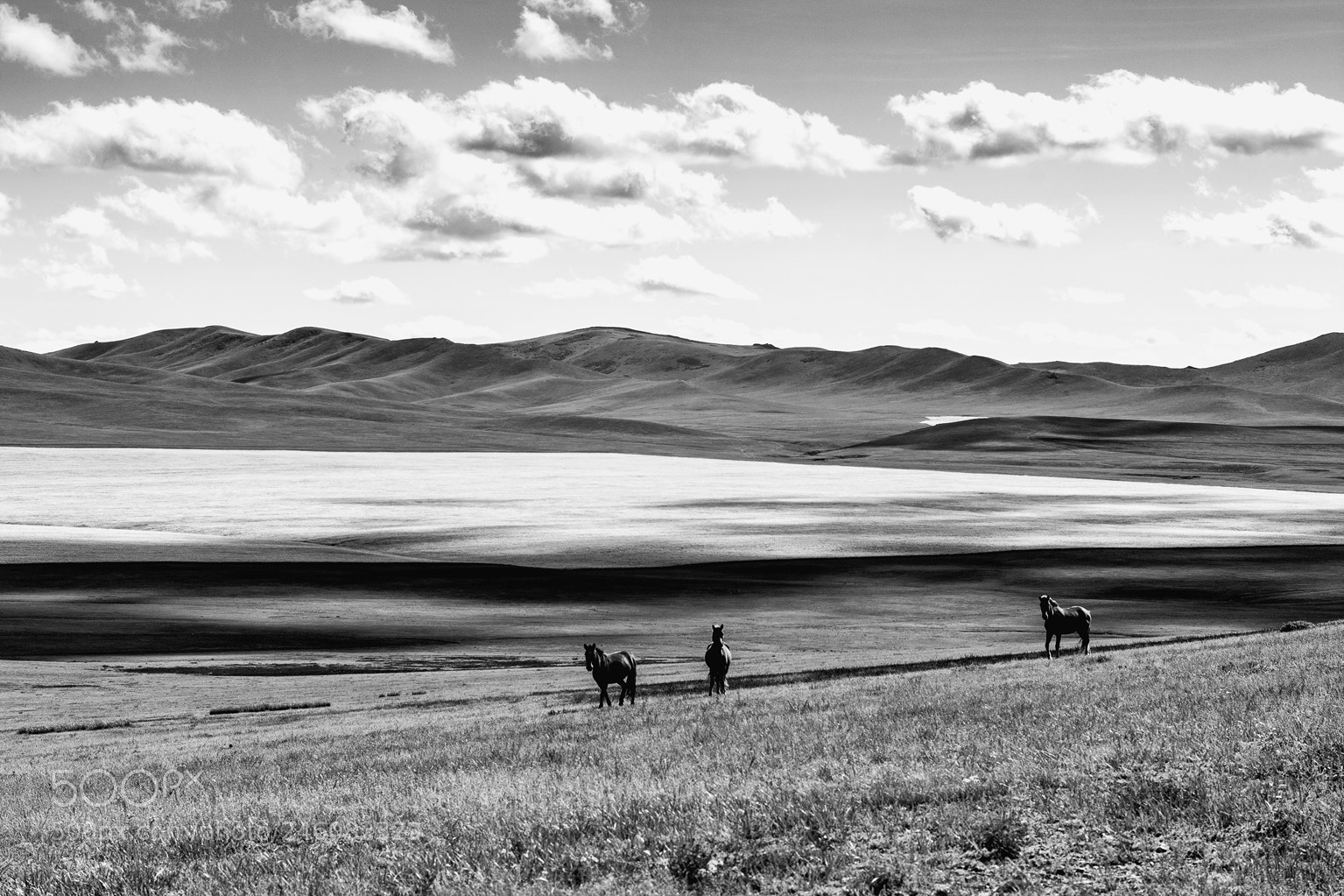 Nikon D7100 sample photo. Horses ii photography