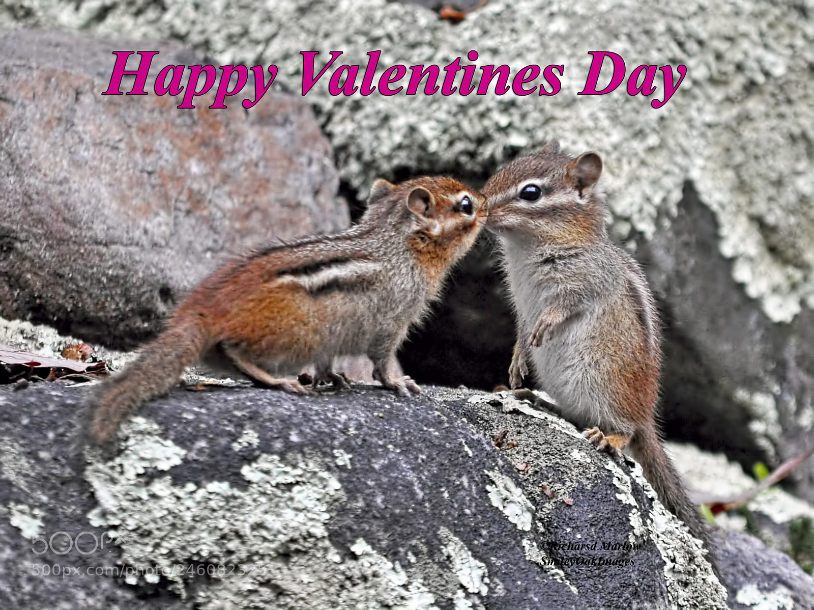 Nikon D5000 sample photo. Chipmunks photography