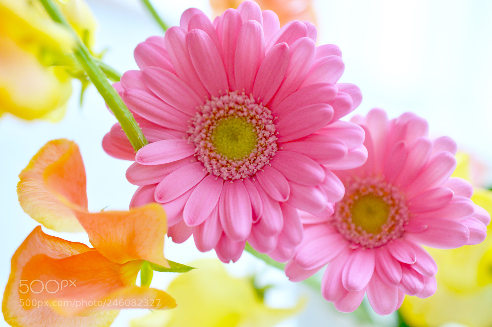 Nikon D3200 sample photo. *＊ happy pink *＊ photography