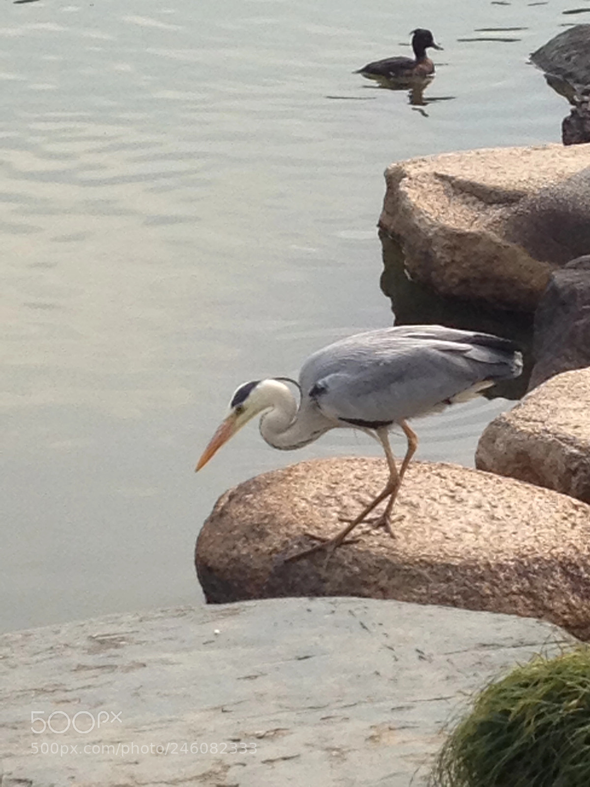 Apple iPhone 4S sample photo. Japan park photography