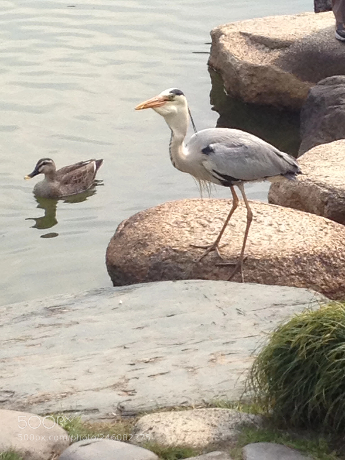 Apple iPhone 4S sample photo. Japan park photography