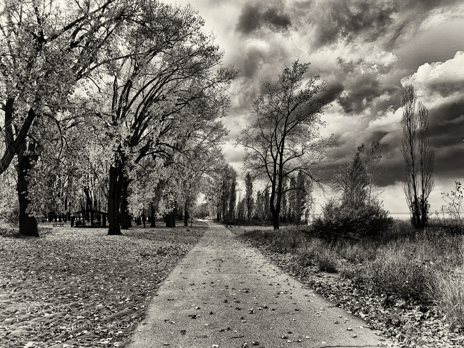 Olympus OM-D E-M10 II sample photo. Path along the lake photography