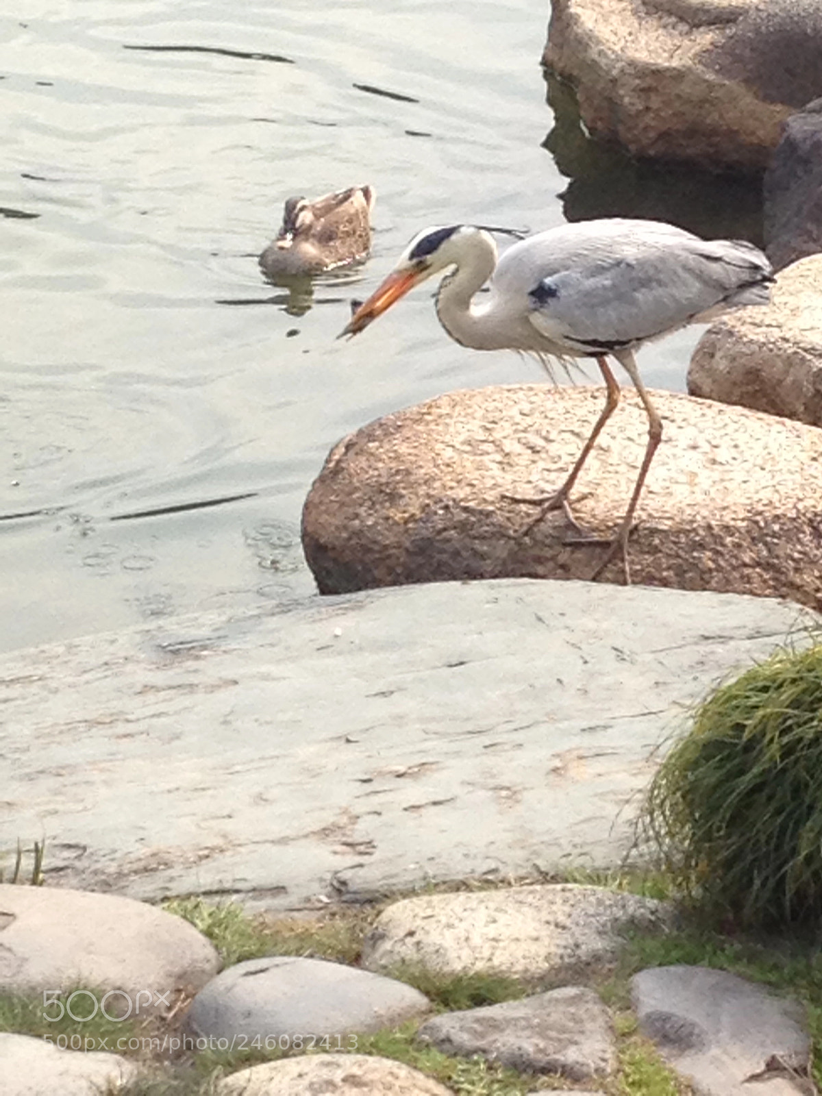 Apple iPhone 4S sample photo. Japan park photography