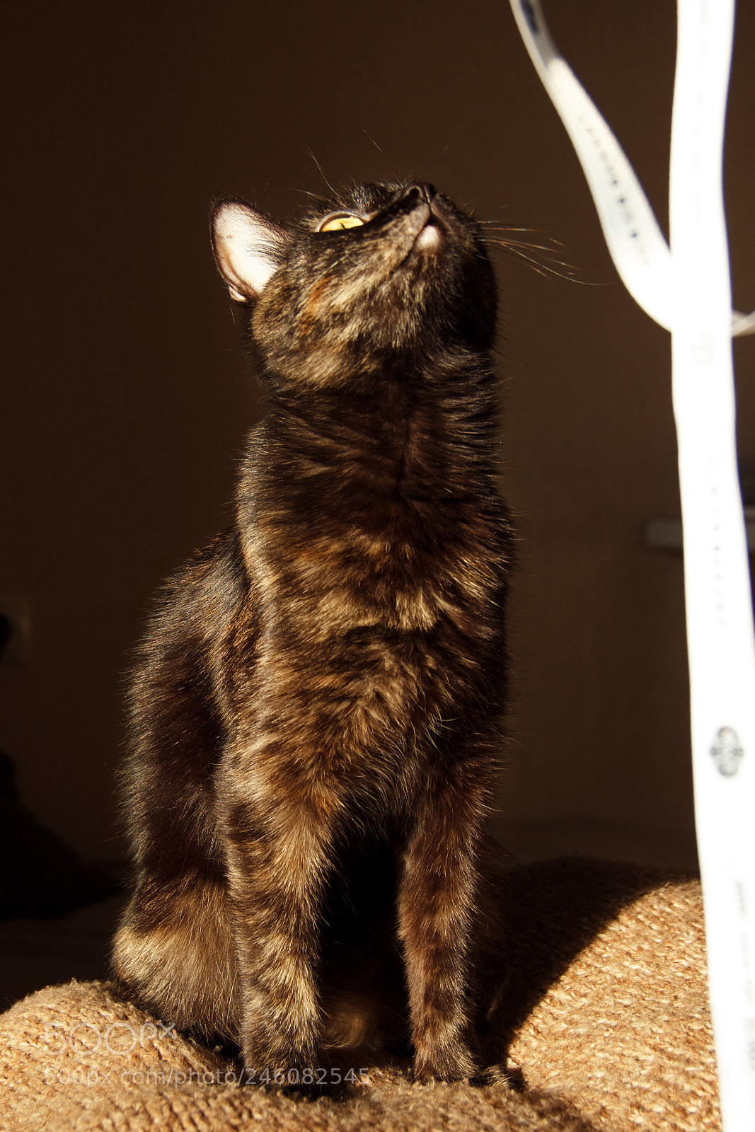 Canon EOS 600D (Rebel EOS T3i / EOS Kiss X5) sample photo. Eva photography