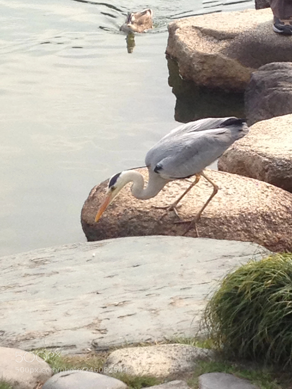 Apple iPhone 4S sample photo. Japan park photography