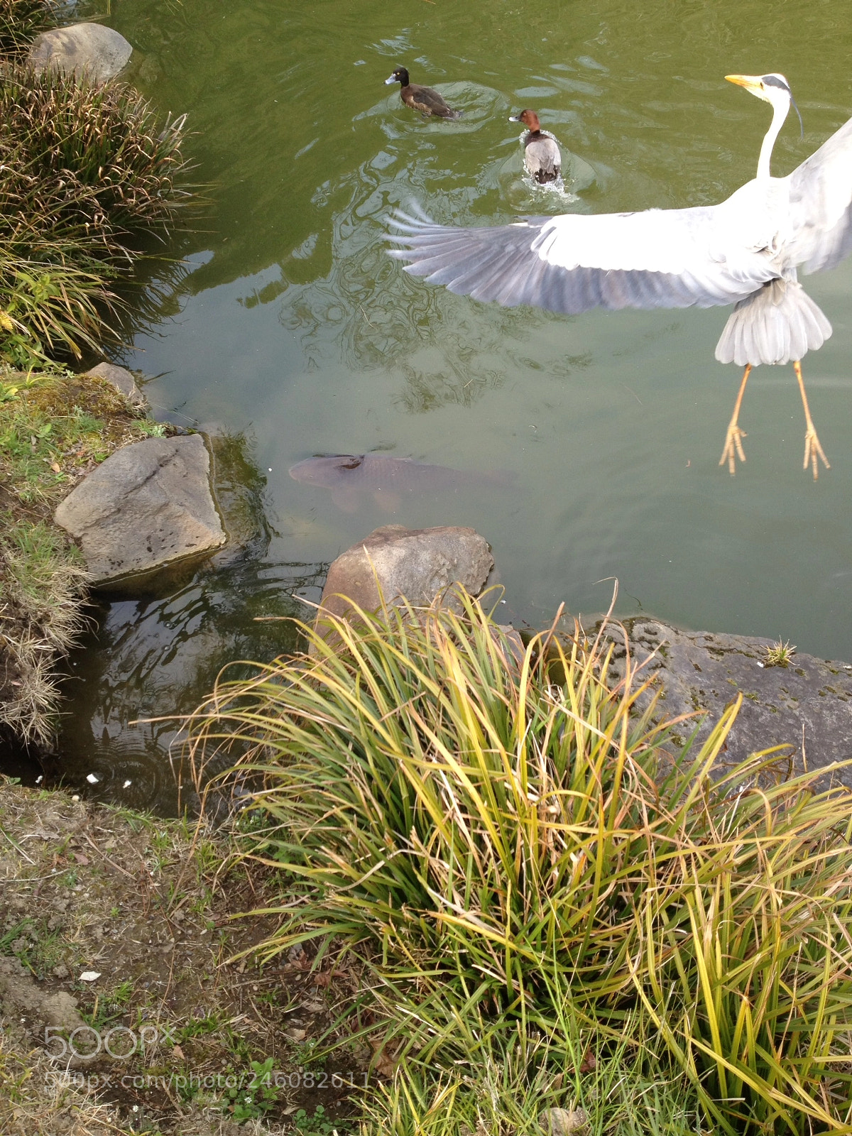 Apple iPhone 4S sample photo. Japan park photography