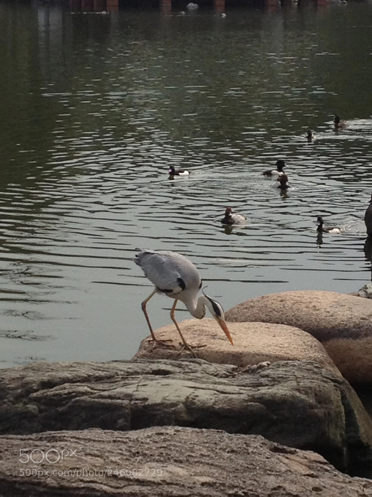 Apple iPhone 4S sample photo. Japan park photography