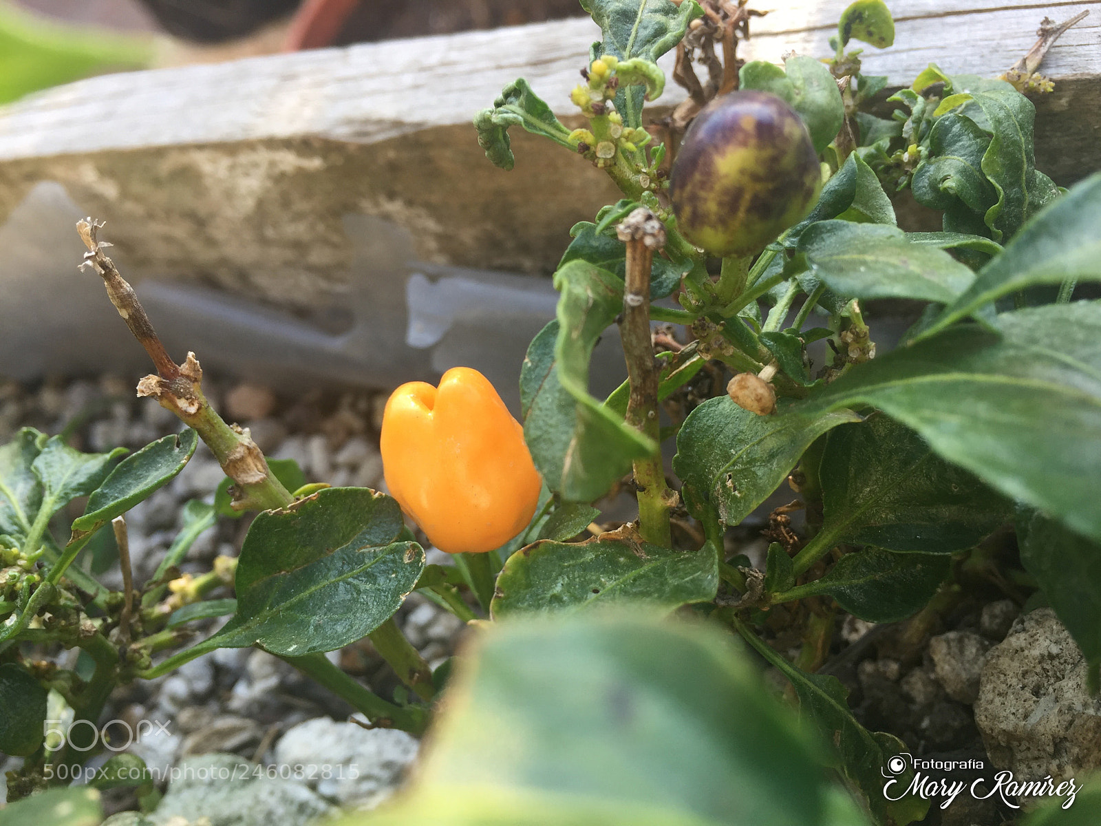 Apple iPhone 6 sample photo. Img photography
