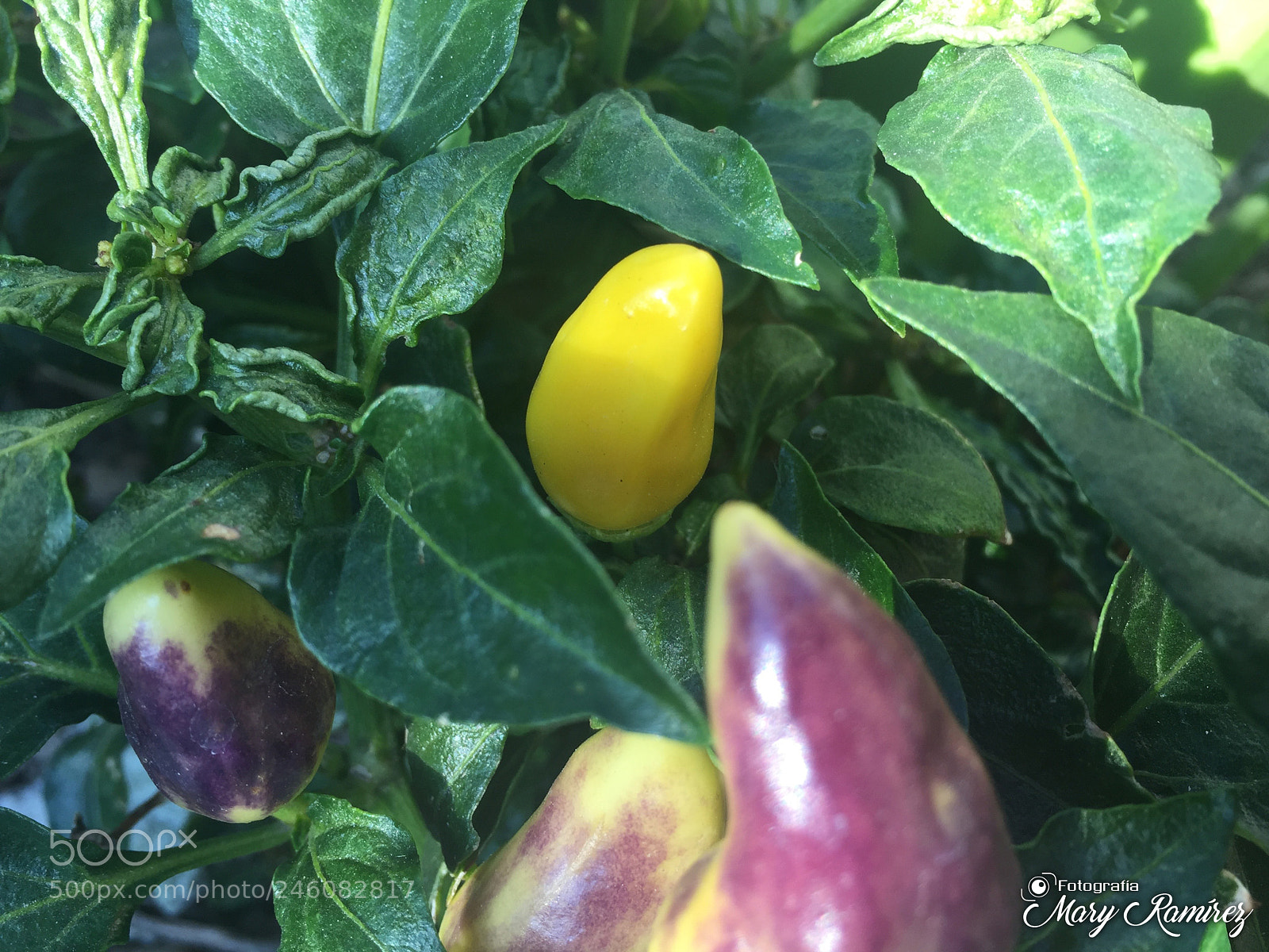 Apple iPhone 6 sample photo. Img photography