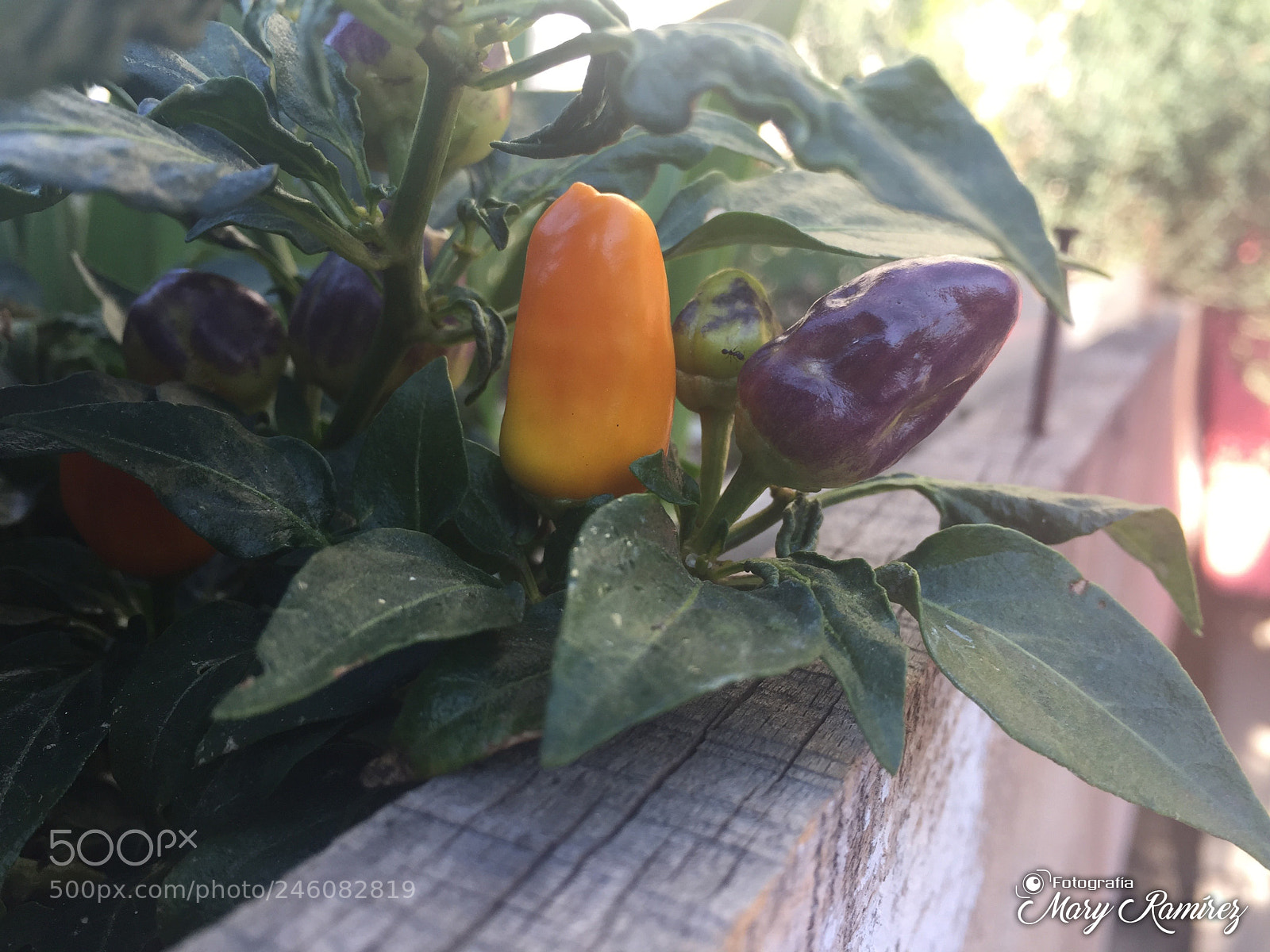 Apple iPhone 6 sample photo. Img photography