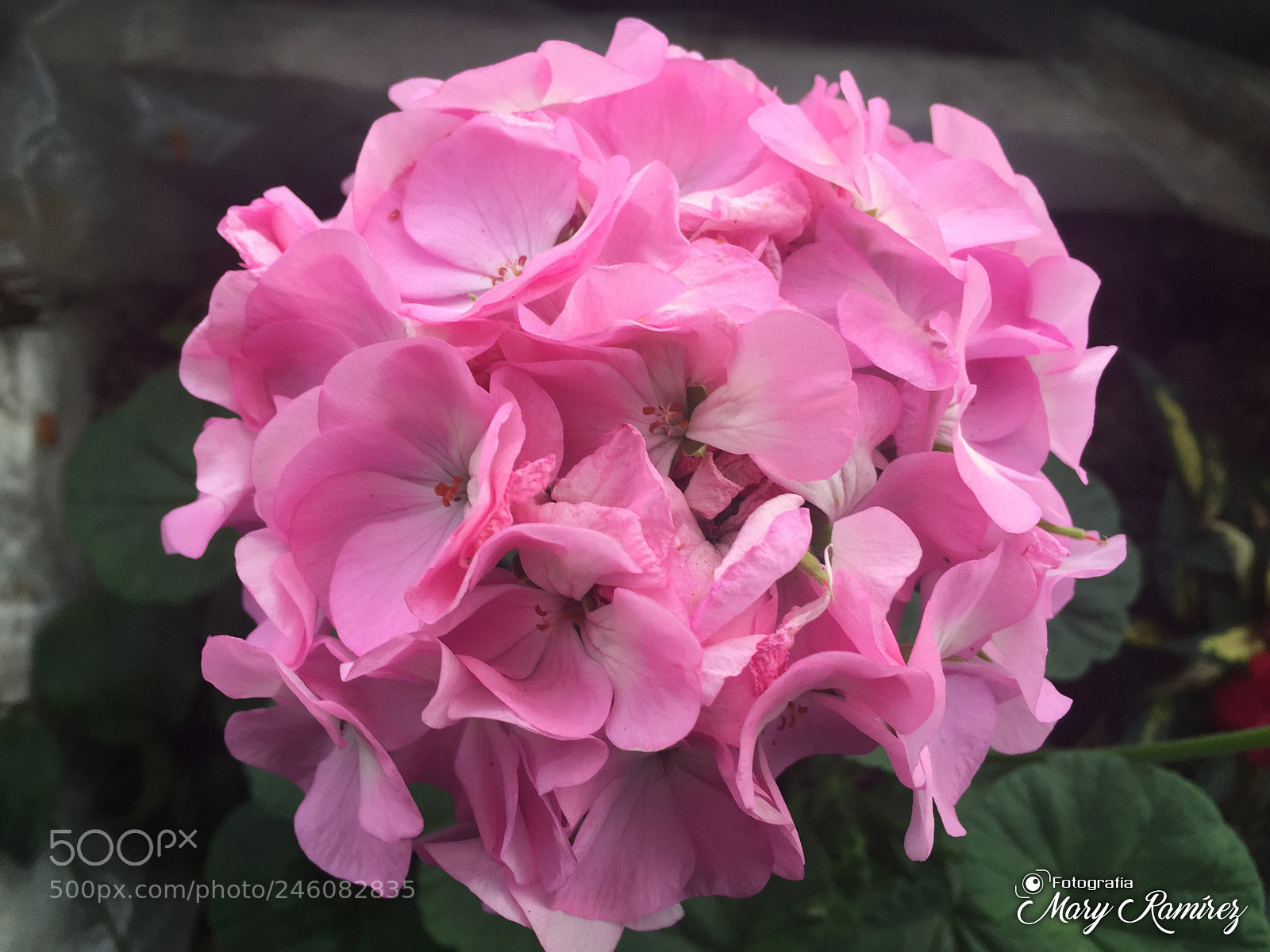 Apple iPhone 6 sample photo. Img photography