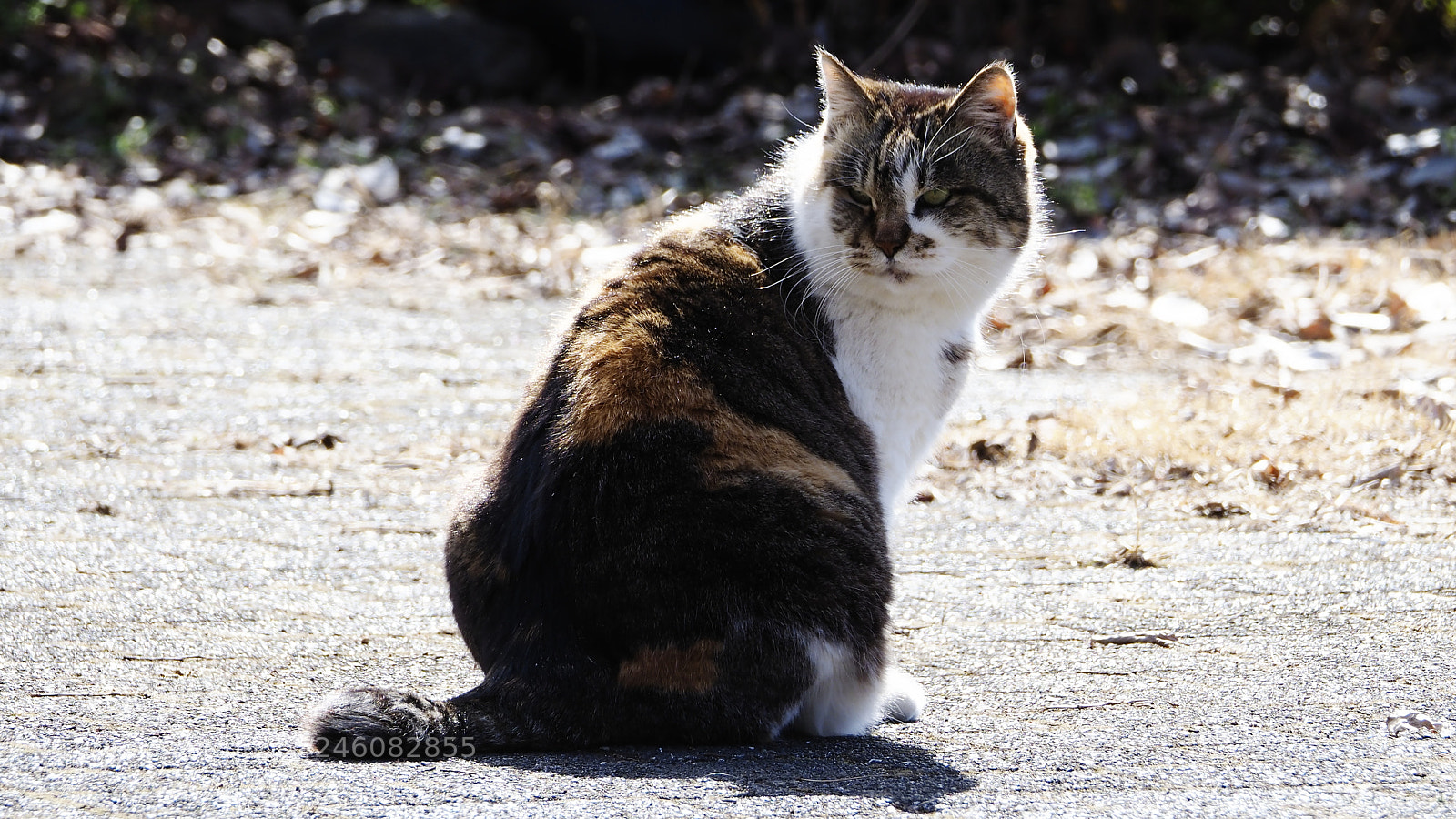 Olympus OM-D E-M1 Mark II sample photo. Do not speak up photography