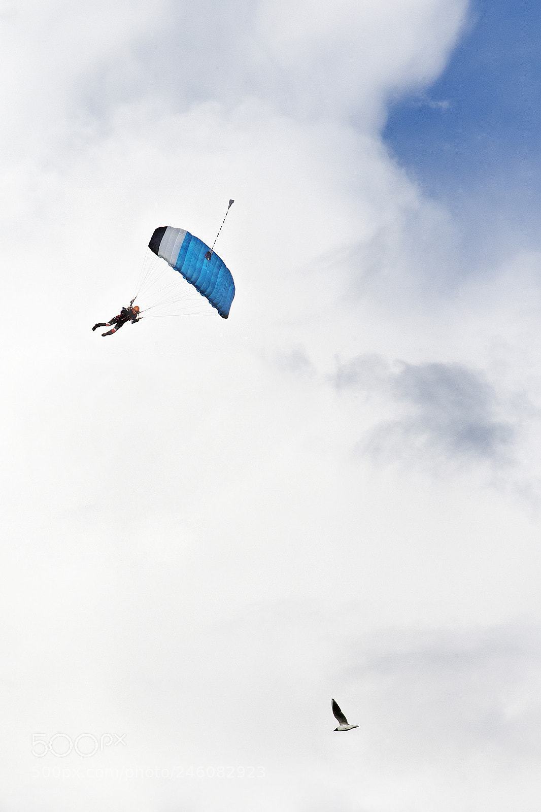 Canon EOS 7D Mark II sample photo. Pd valkyrie vs bird photography