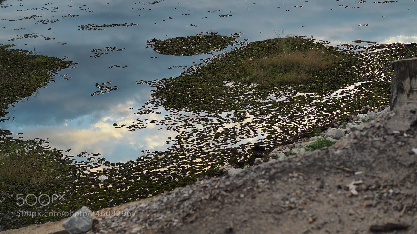 Olympus PEN E-PL7 sample photo. Nature mirror photography