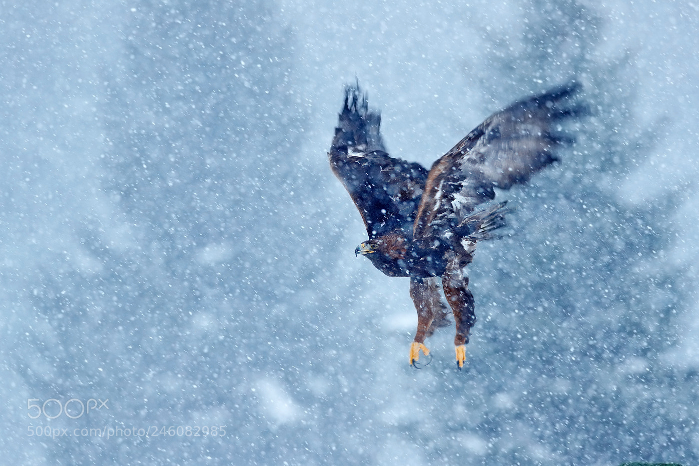 Canon EOS-1D X Mark II sample photo. Golden eagle (aquila chrysaetos) photography