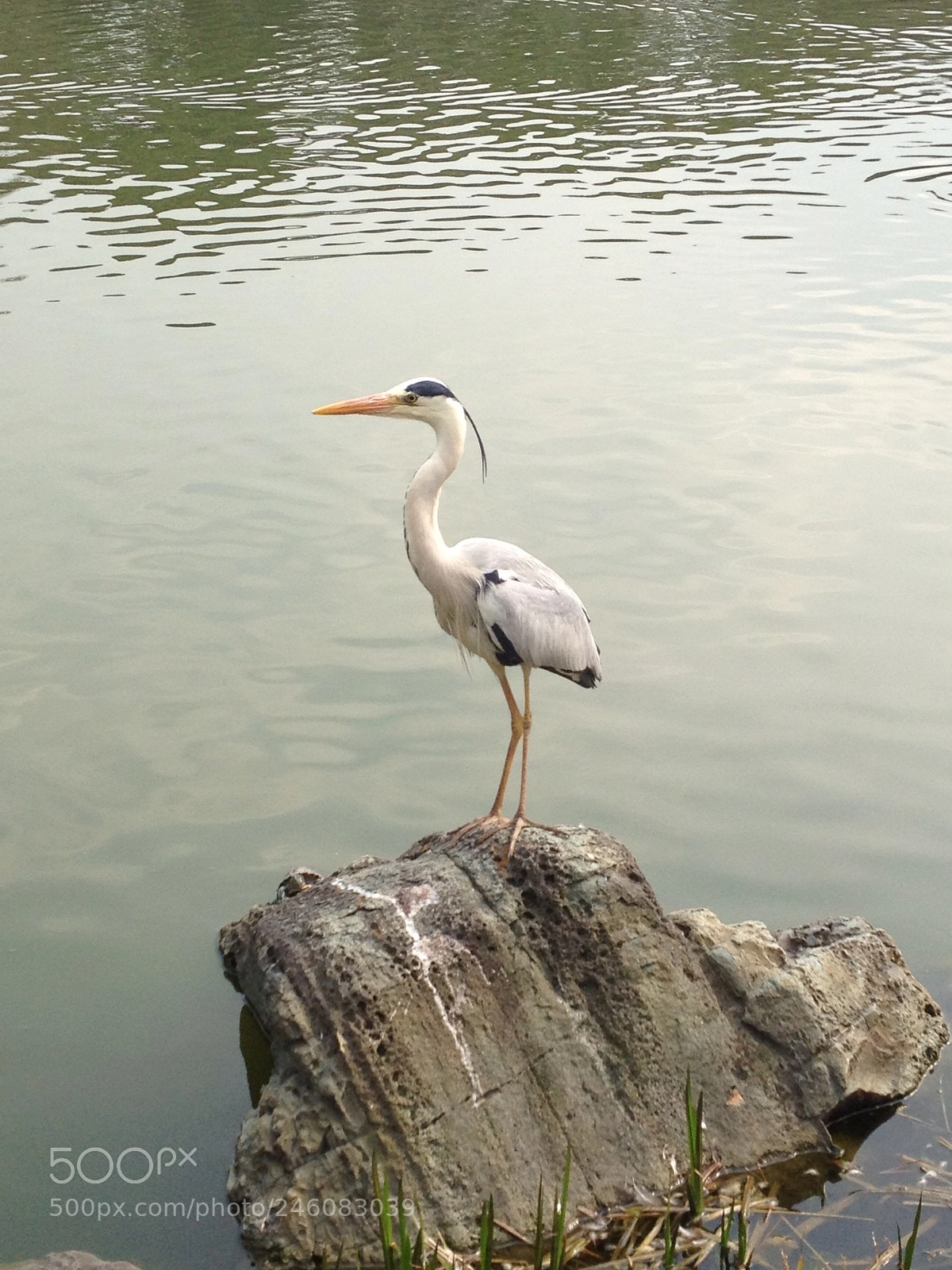 Apple iPhone 4S sample photo. Japan park photography