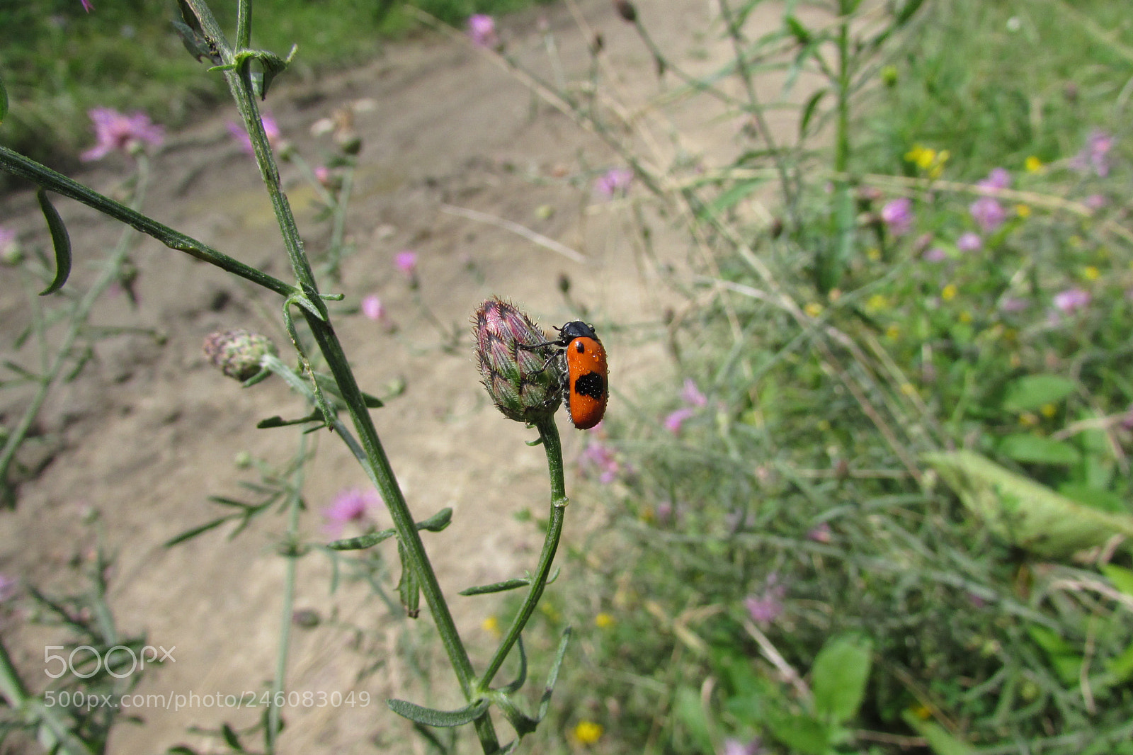 Canon PowerShot SX500 IS sample photo. A bug resting photography