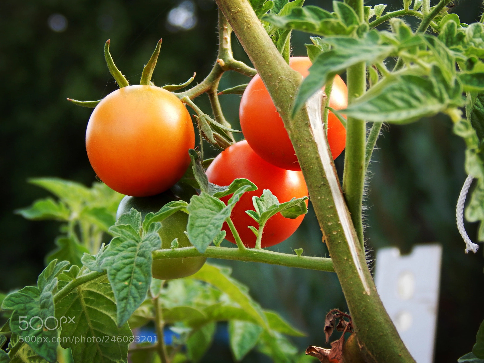 Nikon Coolpix L830 sample photo. Cherry tomatos photography