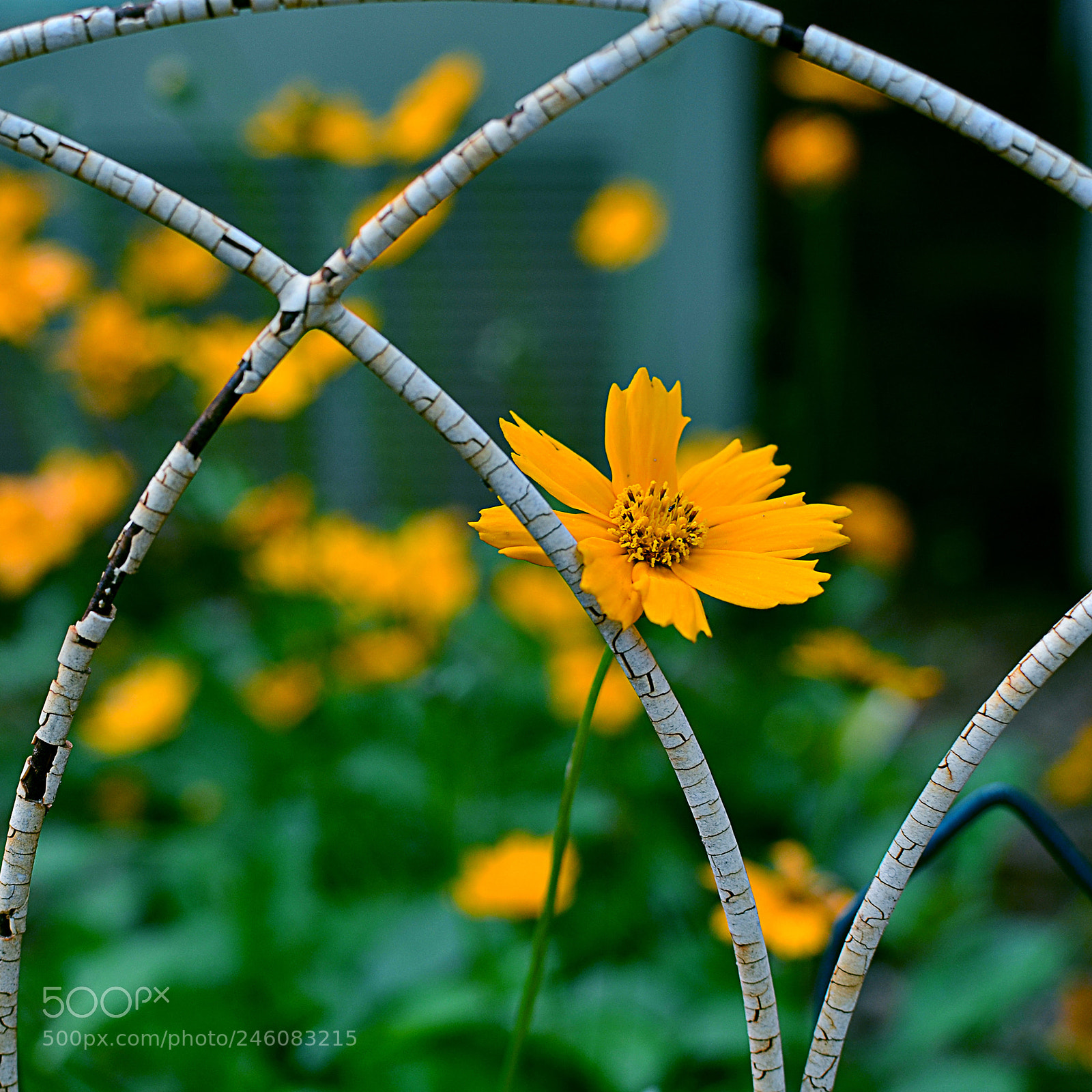 Nikon D5100 sample photo. Don't fence me in photography