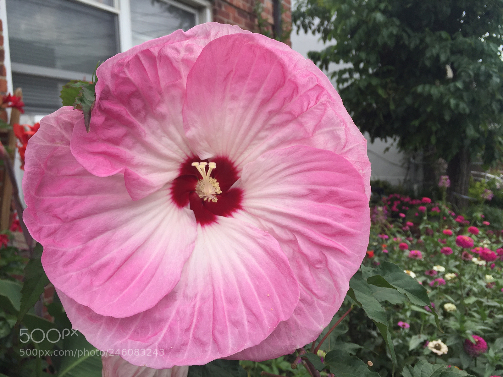 Apple iPhone 6 sample photo. A welcoming blossom photography