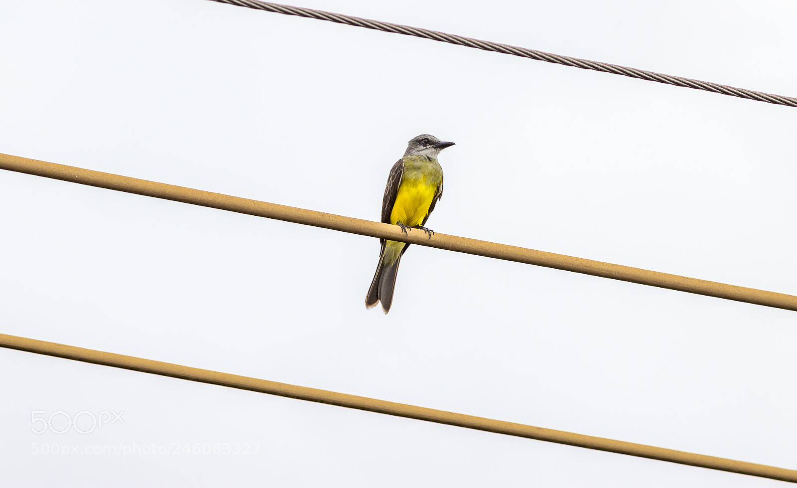Canon EOS 1200D (EOS Rebel T5 / EOS Kiss X70 / EOS Hi) sample photo. Tropical kingbird / tyrannus melancholicus photography