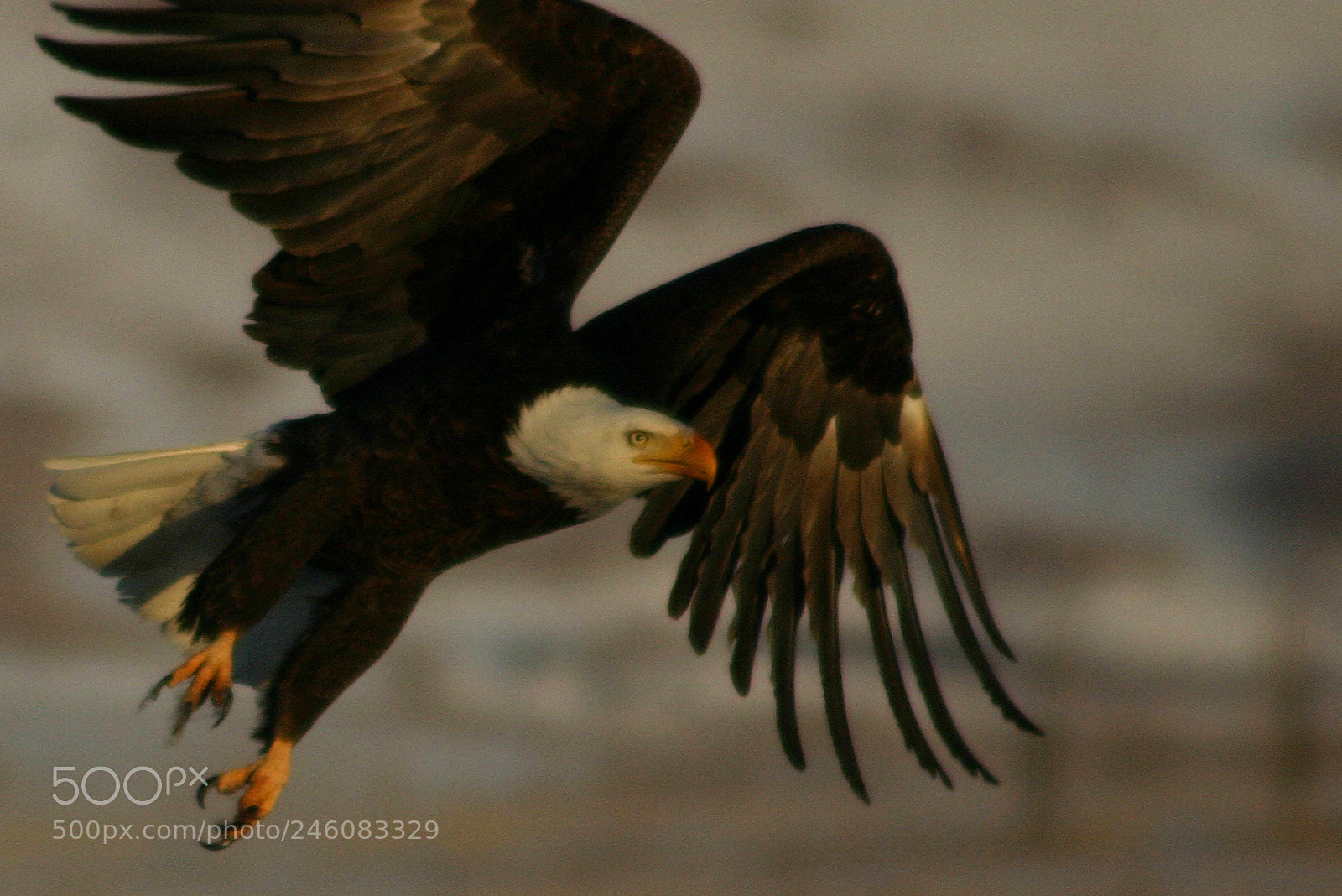 Canon EOS 300D (EOS Digital Rebel / EOS Kiss Digital) sample photo. Bald eagle takes flight photography