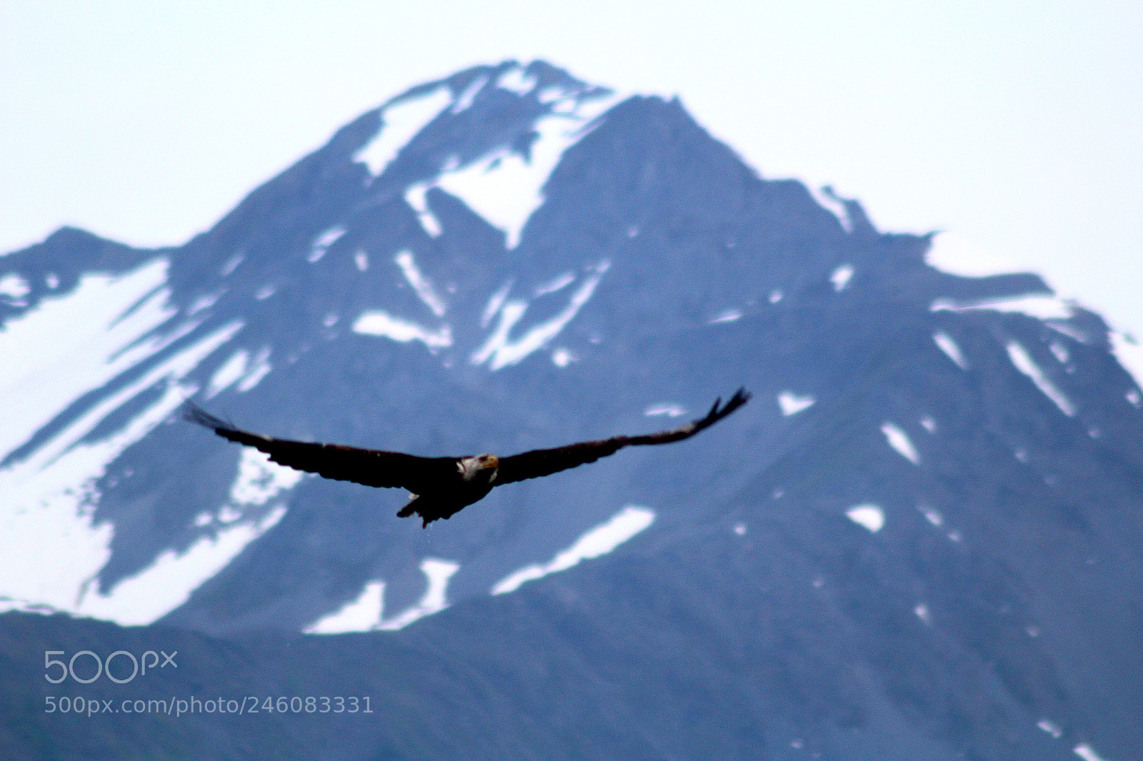 Canon EOS 1200D (EOS Rebel T5 / EOS Kiss X70 / EOS Hi) sample photo. Bald eagle soaring, seward photography