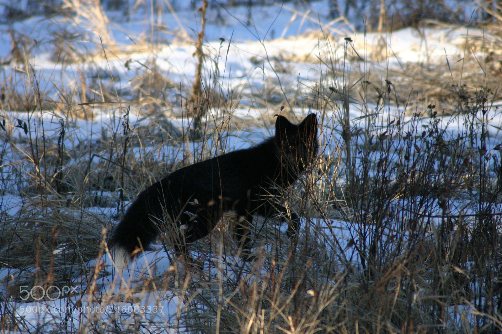 Canon EOS 300D (EOS Digital Rebel / EOS Kiss Digital) sample photo. Black fox photography