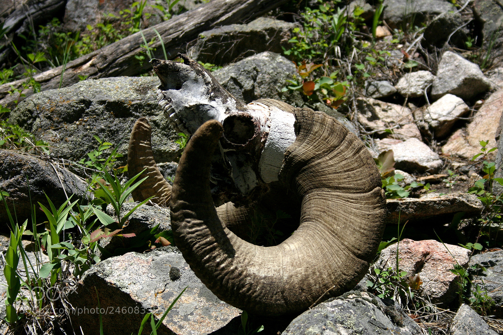Canon EOS 300D (EOS Digital Rebel / EOS Kiss Digital) sample photo. Empire ram skull photography