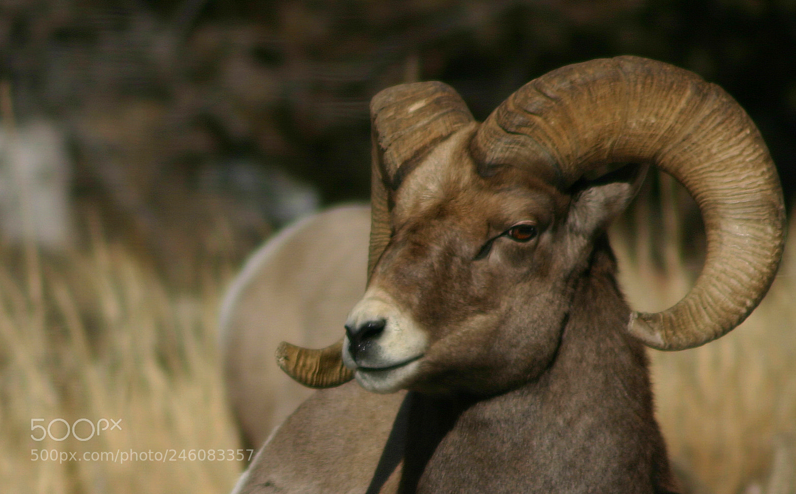 Canon EOS 300D (EOS Digital Rebel / EOS Kiss Digital) sample photo. Empire rams 2 photography