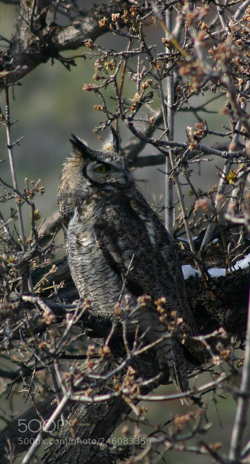 Canon EOS 300D (EOS Digital Rebel / EOS Kiss Digital) sample photo. Great horned owl photography