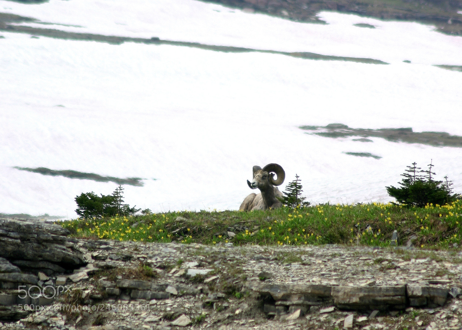 Canon EOS 300D (EOS Digital Rebel / EOS Kiss Digital) sample photo. Glacier bighorn photography