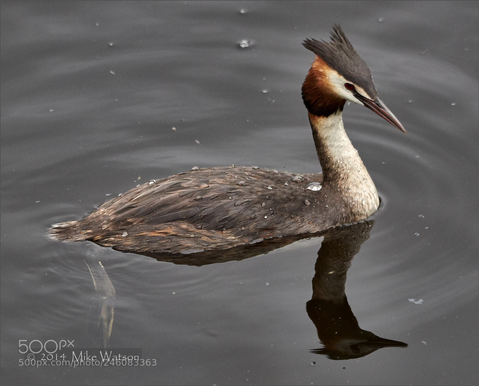 Nikon D7000 sample photo. .great crested grebe. photography