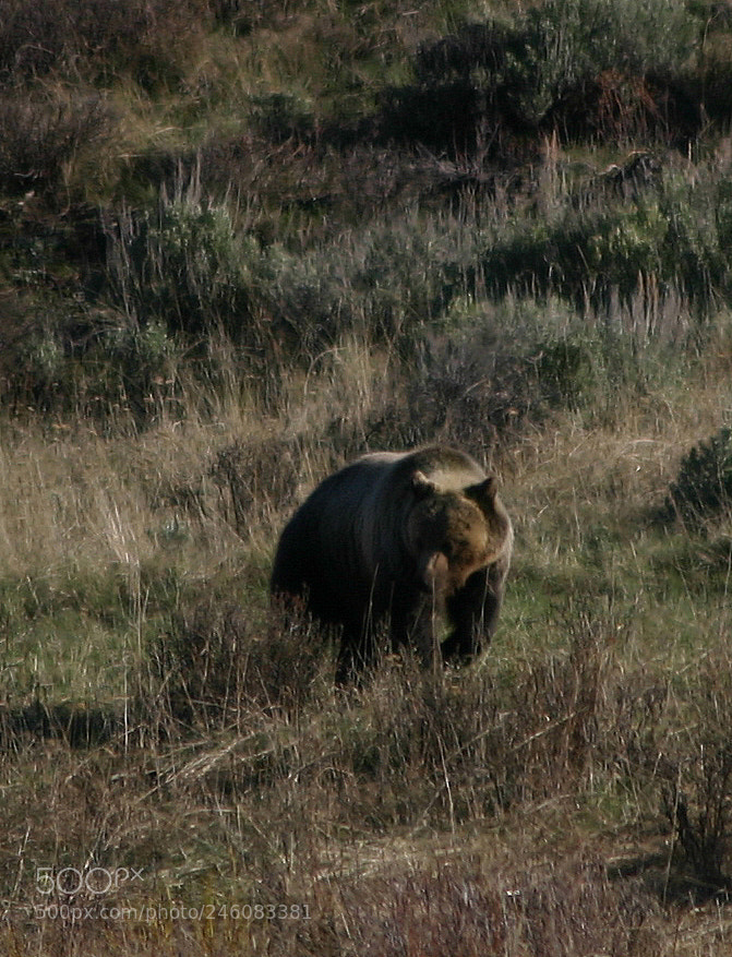 Canon EOS 300D (EOS Digital Rebel / EOS Kiss Digital) sample photo. Lamar valley grizzly 1 photography