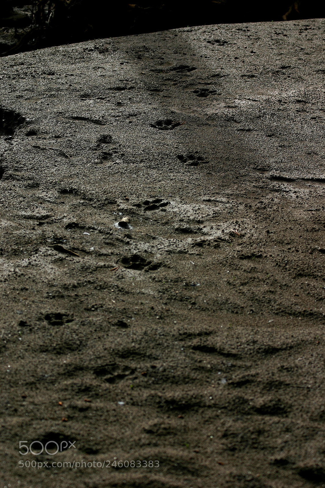 Canon EOS 300D (EOS Digital Rebel / EOS Kiss Digital) sample photo. Mountain lion tracks, colorado photography