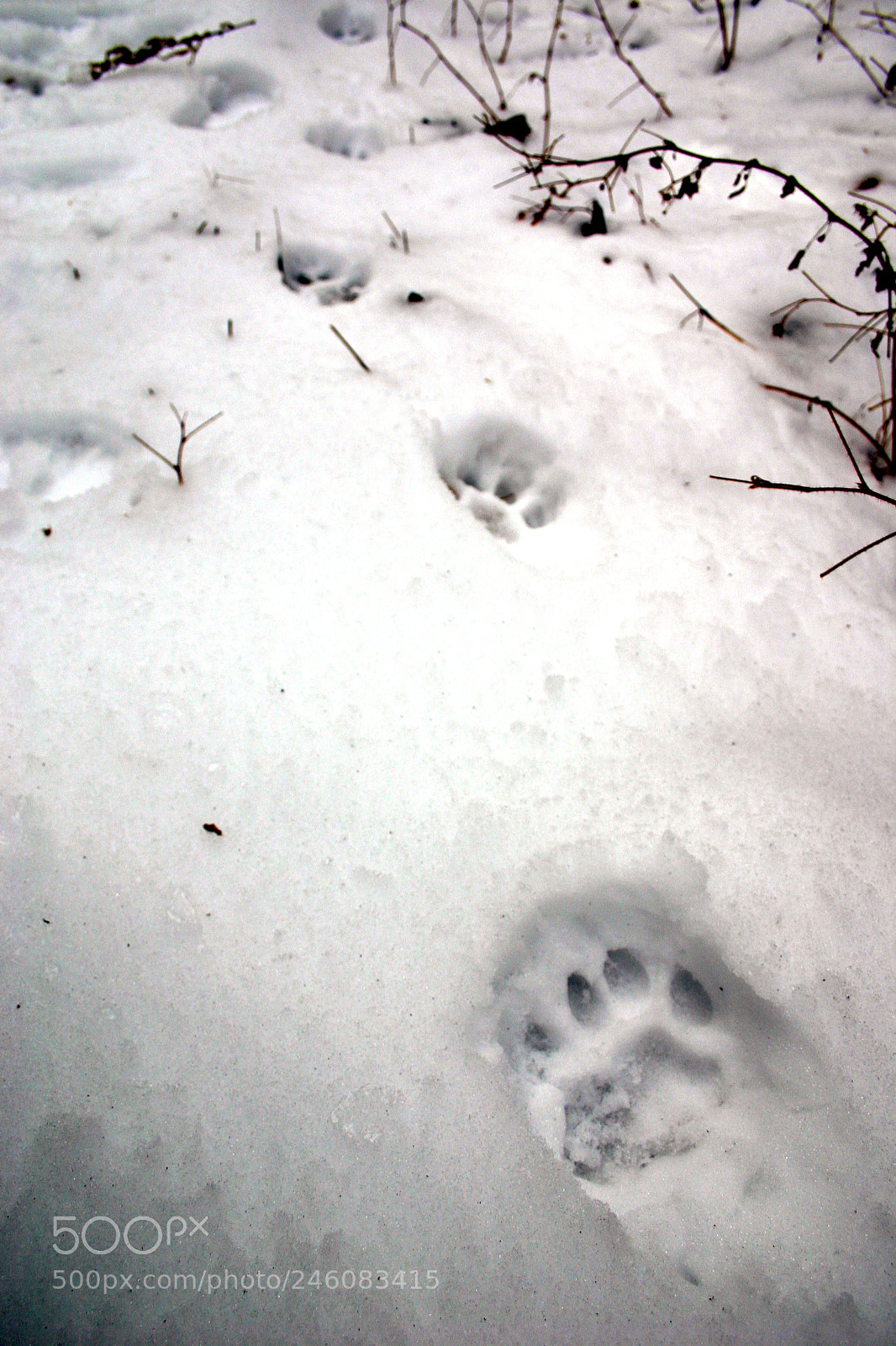 Canon EOS 300D (EOS Digital Rebel / EOS Kiss Digital) sample photo. Mountain lion tracks, grant photography