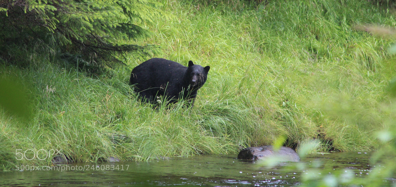 Canon EOS 1200D (EOS Rebel T5 / EOS Kiss X70 / EOS Hi) sample photo. Pow alaska black bear photography