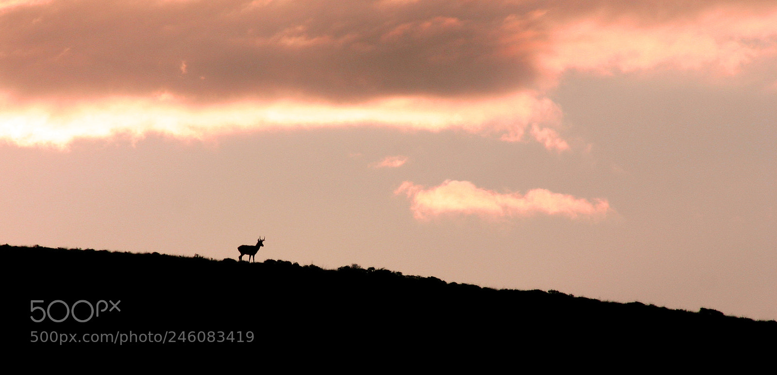 Canon EOS 300D (EOS Digital Rebel / EOS Kiss Digital) sample photo. Pronghorn silhouette photography
