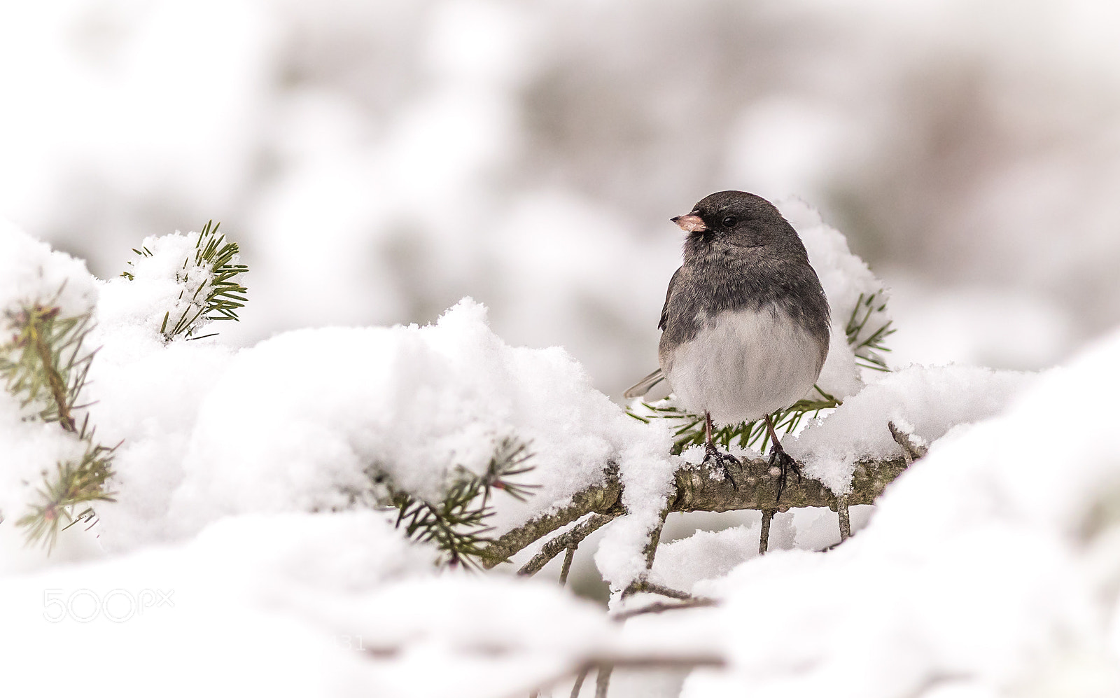 Nikon D500 sample photo. Dark-eyed junco in snow photography