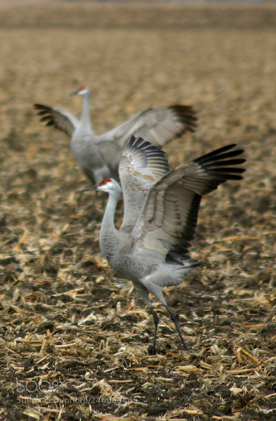 Canon EOS 300D (EOS Digital Rebel / EOS Kiss Digital) sample photo. Sandhill cranes 1 photography