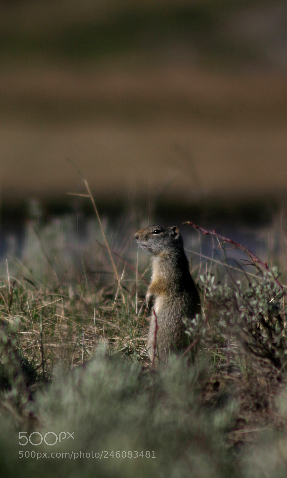 Canon EOS 300D (EOS Digital Rebel / EOS Kiss Digital) sample photo. Unita ground squirrel photography