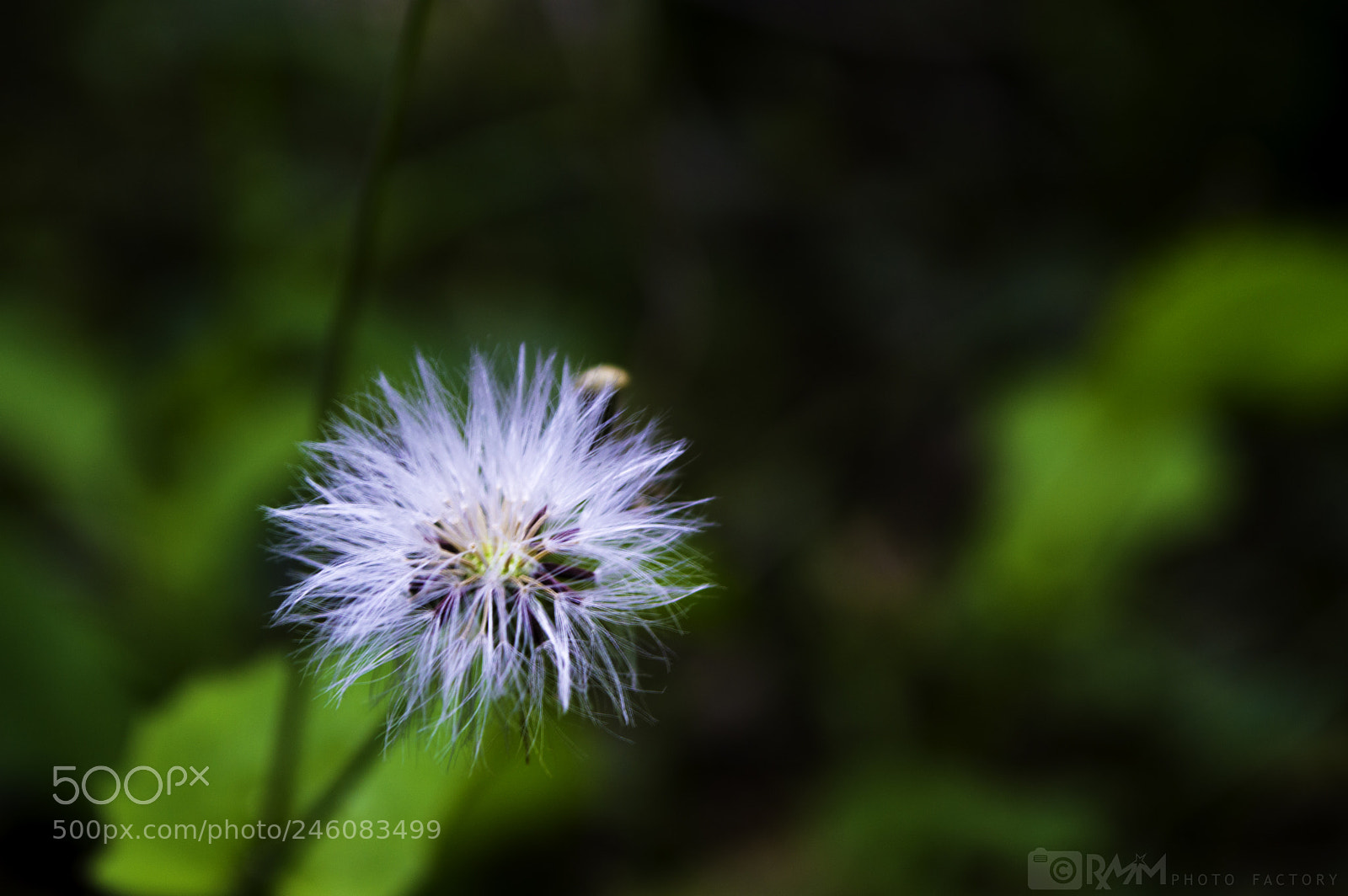 Nikon D3200 sample photo. 13-365.jpg photography