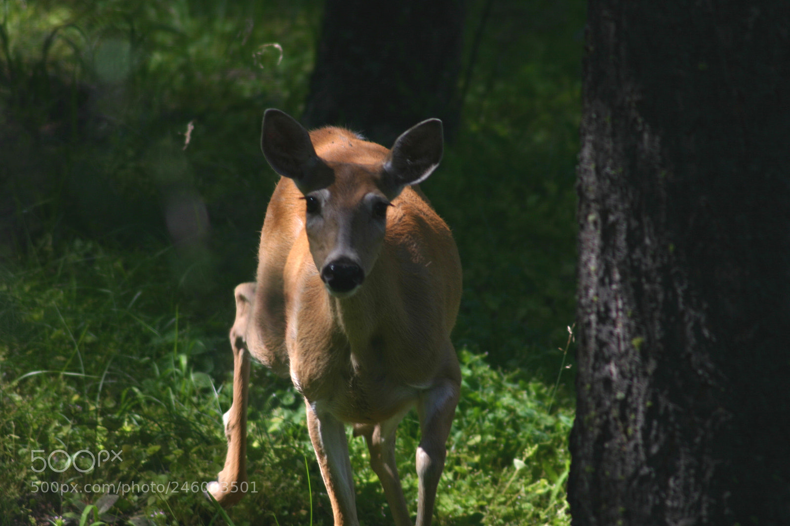 Canon EOS 300D (EOS Digital Rebel / EOS Kiss Digital) sample photo. Curious whitetail doe photography