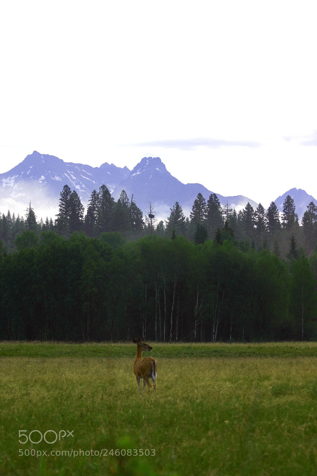 Canon EOS 300D (EOS Digital Rebel / EOS Kiss Digital) sample photo. Glacier np whitetail photography