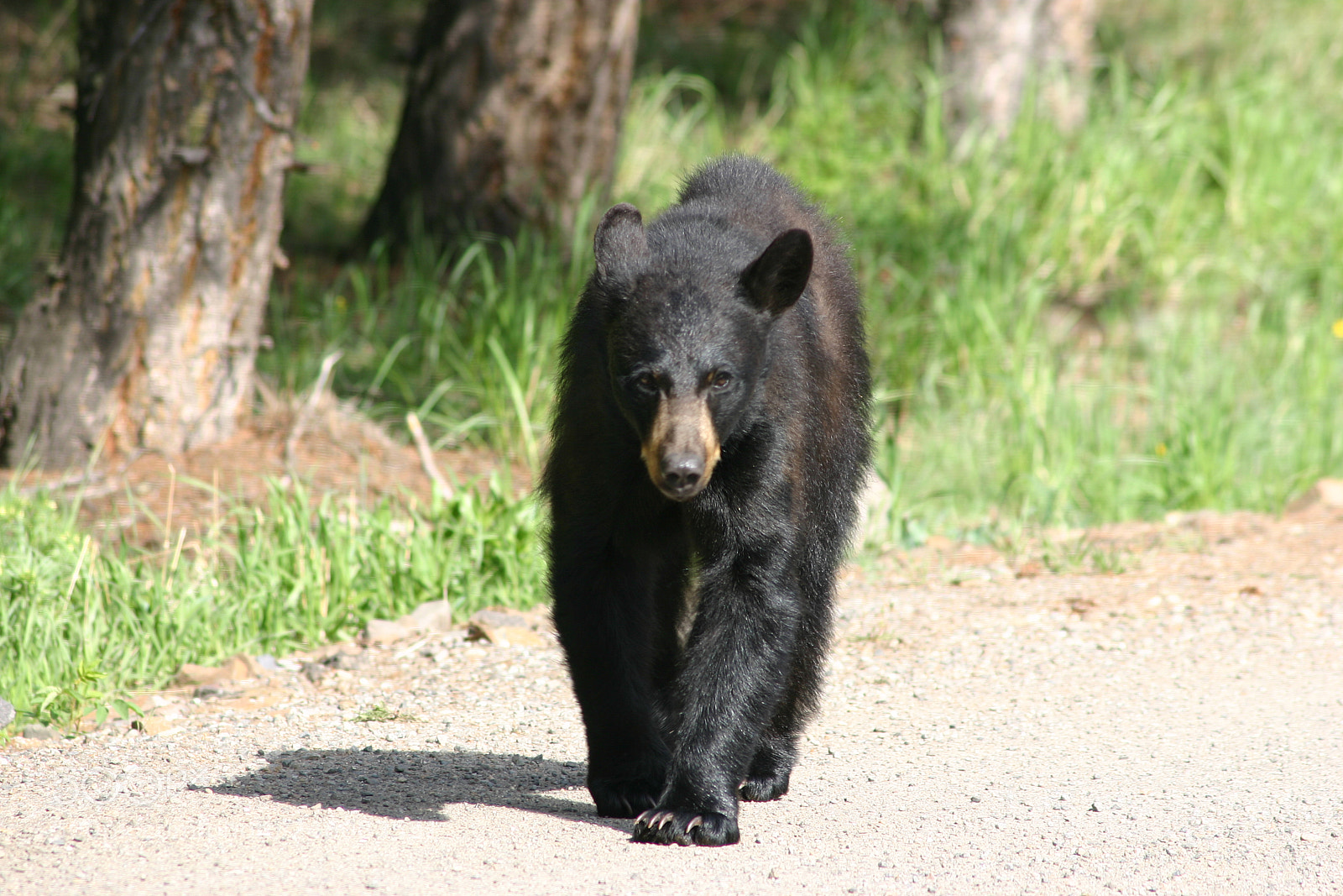 Canon EOS 300D (EOS Digital Rebel / EOS Kiss Digital) sample photo. Black bear on a photography